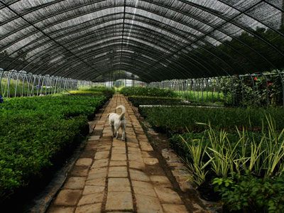 planting flowers in a greenhouse