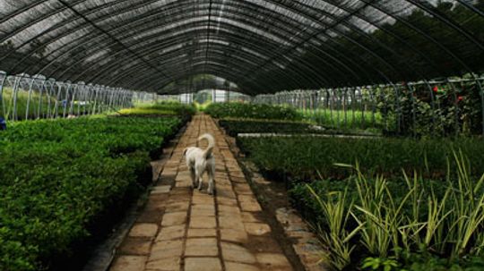 How Greenhouses Work