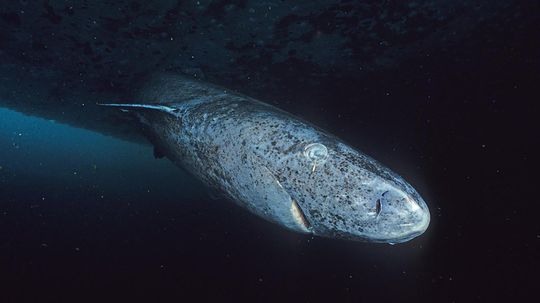 A Greenland Shark Living Today Could Have Been Alive in 1620