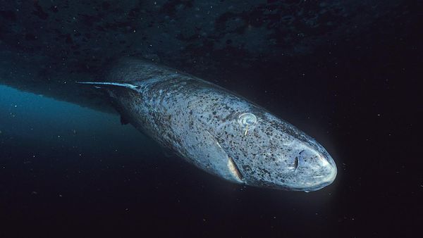 greenland shark