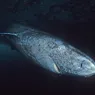 A Greenland Shark Living Today Could Have Been Alive in 1620