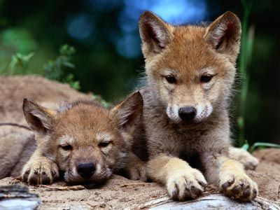 Grey wolf pups