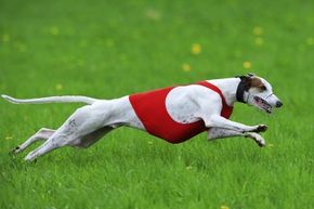 Greyhounds are impressive dogs, but their speed and athleticism is only surpassed by their immense laziness.