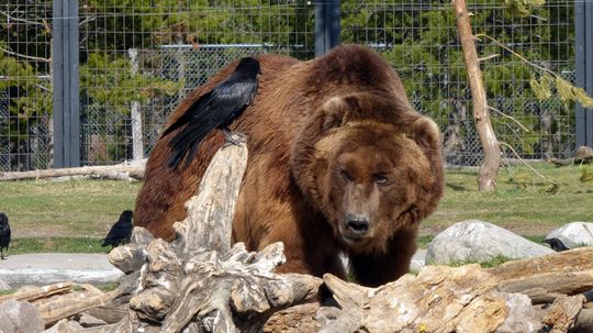 Meet the Montana Grizzly Bear Product Testers