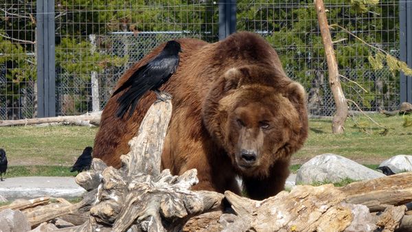 grizzly bear Sam