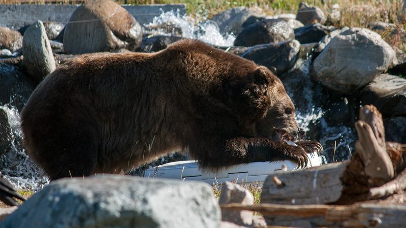 Grizzly tearing up cooler