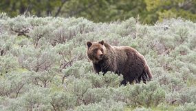 grizzly bear in a field