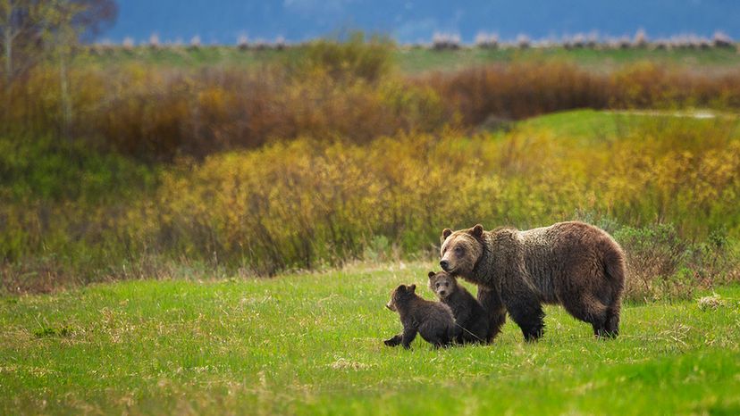 A bear identified as Grizzly 610 walks through Grand Teton National Park, Wyoming, with her two cubs. Chase Dekker Wild-Life Images/Getty Images