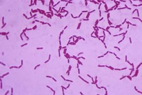 嗜酸乳杆菌（Lactobacillus acidophilus）是人类菌群的正常组成部分，也存在于酸奶和其他食品中。