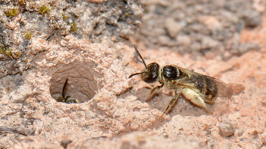 Ground-nesting Bees Are Solitary and Often Stingless