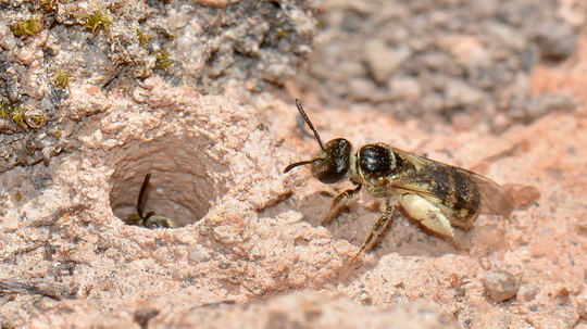 Ground-nesting Bees Are Solitary and Often Stingless“border=