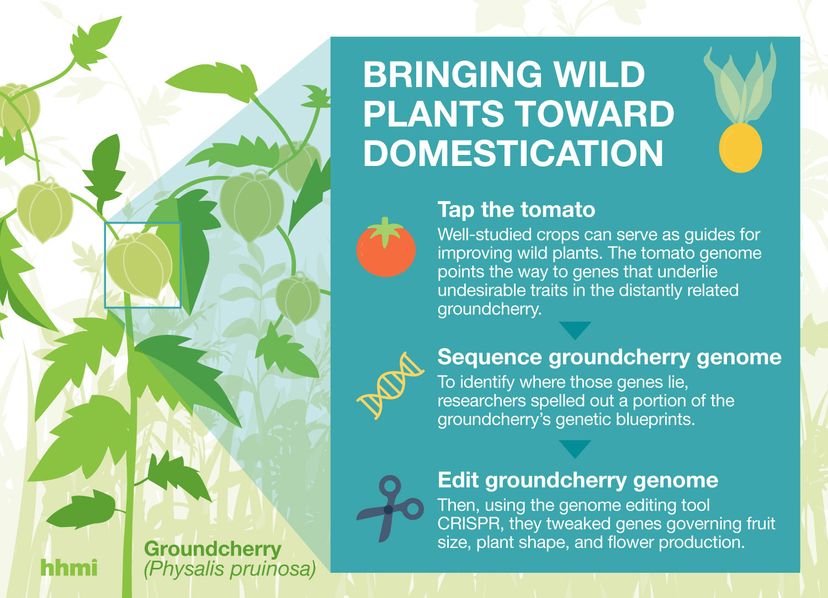 groundcherry graphic