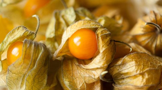 Rare Groundcherry Could Soon Be Everywhere, Thanks to Gene Editing