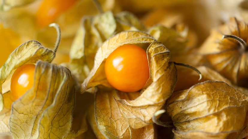 groundcherries