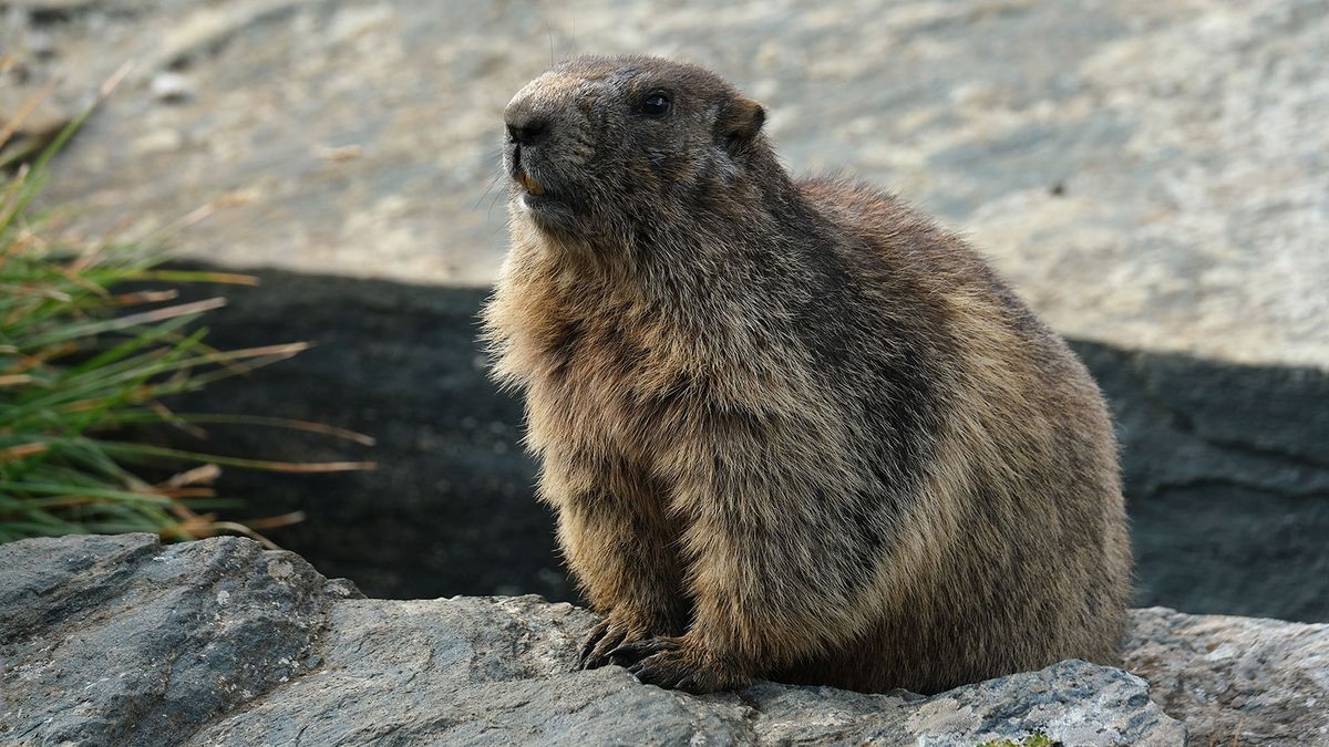Groundhogs Are More Than Just Meteorologists