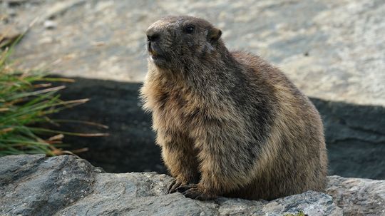 Groundhogs Are More Than Just Meteorologists