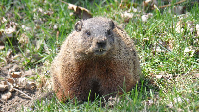 Woodchuck“width=