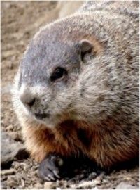 A shadow on Groundhog Day means six more weeks of winter!