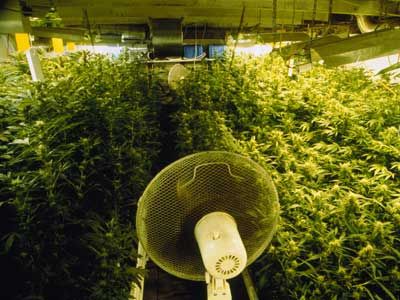 inside a grow house