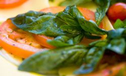 Fresh basil with tomato and mozzarella is a treat. See more culinary herb pictures.