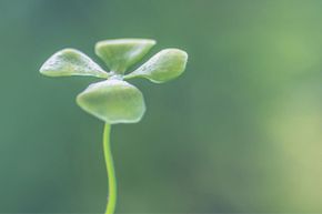 三叶草，像所有有叶绿素的植物一样，通过光合作用产生能量。＂width=