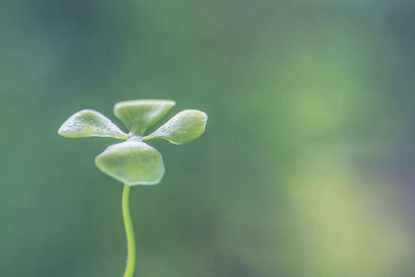 A four-leaf clover grows against an out-of-focus background.