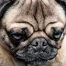 Strangers Are Better at Teaching Grumpy Dogs New Tricks, Study Says