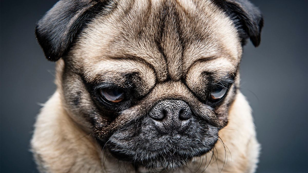 Strangers Are Better at Teaching Grumpy Dogs New Tricks ...