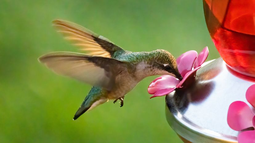 hummingbird feeding