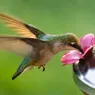 How to Make Hummingbird Food Safely and Responsibly