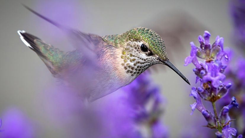 hummingbird feeding