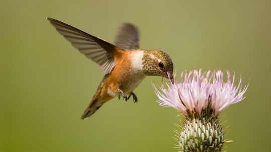 Hummingbirds: What to Feed Them and a Springtime Q&A