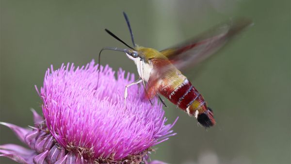 Hummingbird Moth