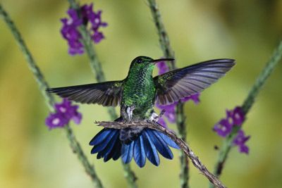 A hummingbird in Costa Rica.