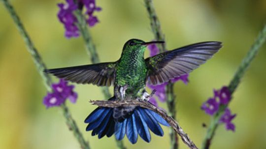 Do hummingbirds have sex in midair?