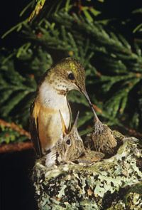 A hummingbird tends her nest in British Columbia. She'll use spider webs, lichen and soft bits of plants to make a home in a tree.