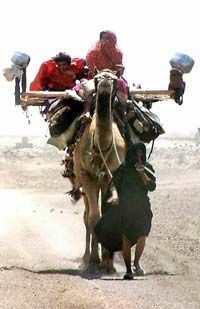 An Indian nomadic family undertakes their annual migration. India's 2003 heat wave spurred nomadic families to start their migration early.