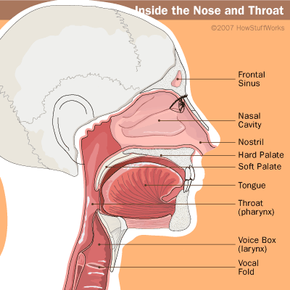 The human nasal cavity