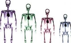 skeleton growth chart