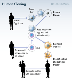 Creating a Human Clone - How Human Cloning Will Work | HowStuffWorks