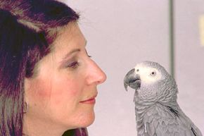 Though little Alex (pictured here with his primary researcher, ethologist Irene Pepperberg) has died, his legacy lives on.