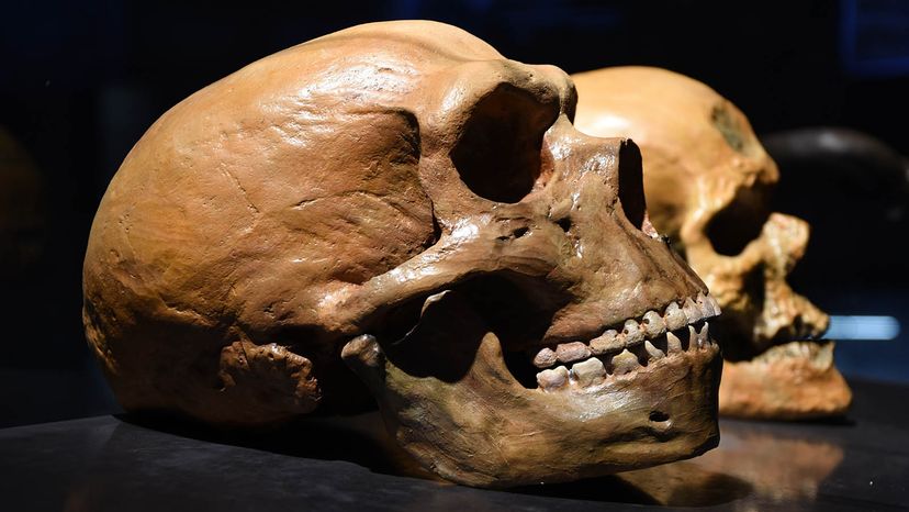 Neanderthal human skull