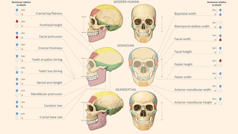 modern human, Neanderthal and Denisovan skulls