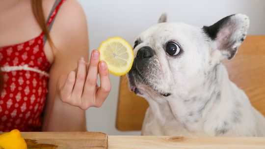 A Human's Sense of Smell Is Actually as Good as a Dog's