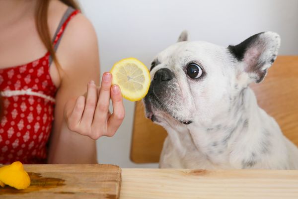  French Bulldog smelling lemon slice