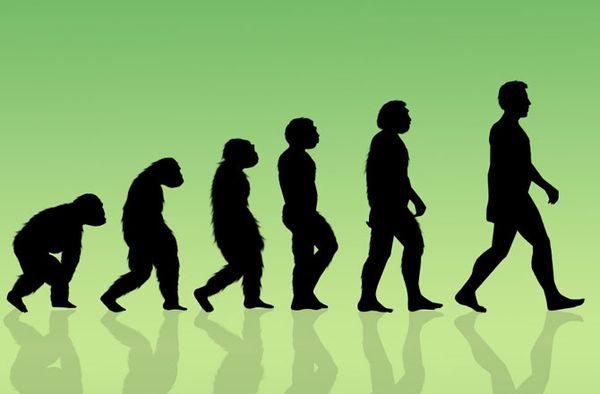 Family Tree of Homo Sapiens Continues to Evolve | HowStuffWorks