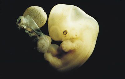 human embryo