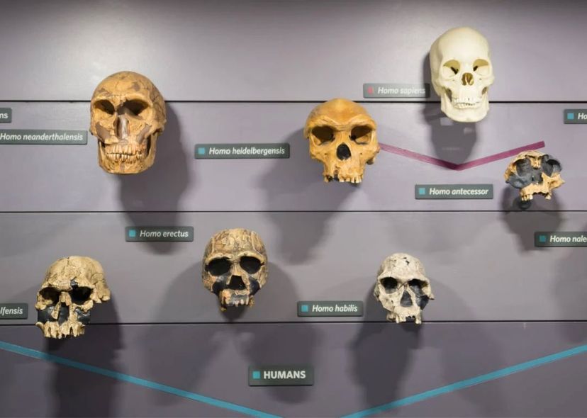 Museum display of skulls showing human’s evolution.