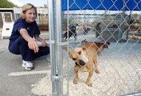 dog in kennel