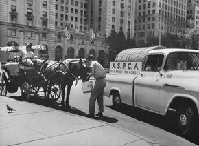 July 1963: A horse that gives tourists rides through Central Park is being fed by an ASPCA and Humane Society worker during a summer heat wave.